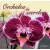 Orchidea és szerelem
