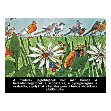A nagyravágyó feketerigó - Diafilm
